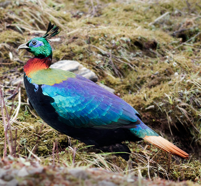 Himalayan_Monal