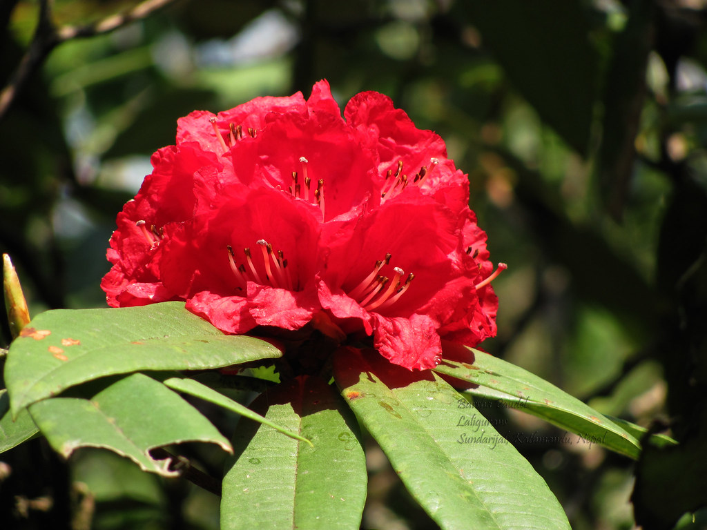 The-National-Flower-of-Nepal