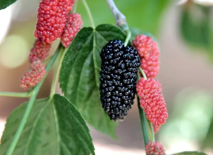 National fruit of Nepal