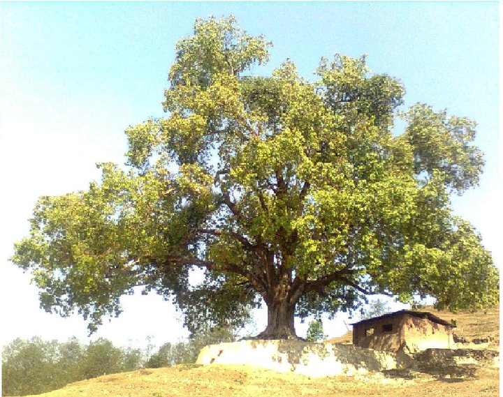 peepal tree