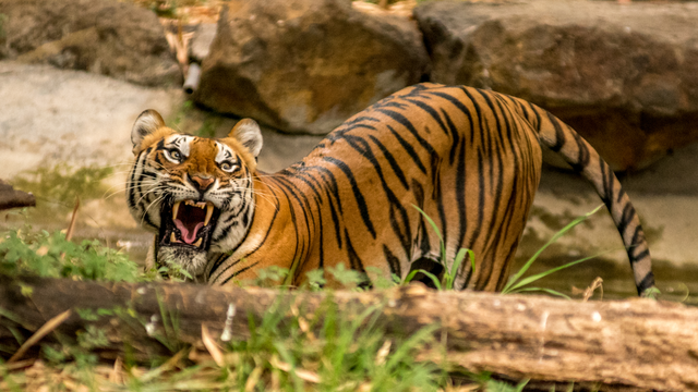 Bengal tiger found in nepal