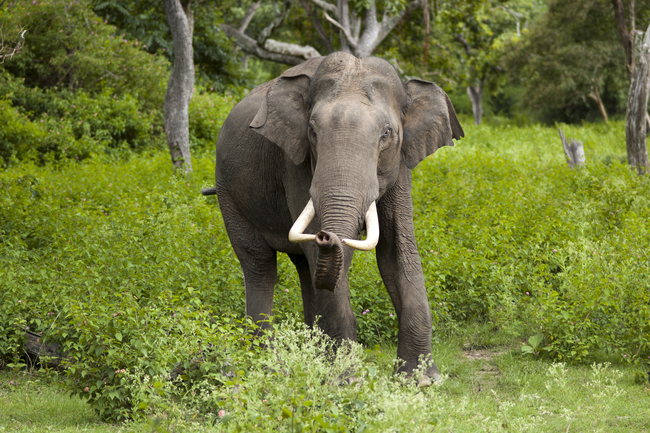 Elephant in Nepal