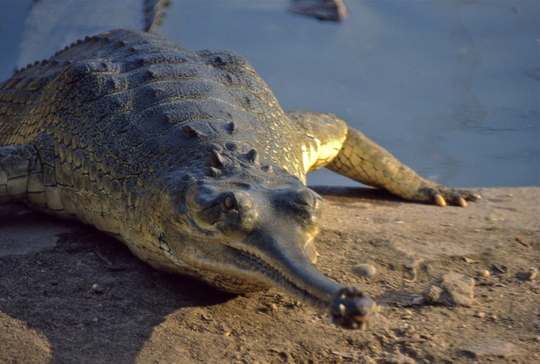 Gharial