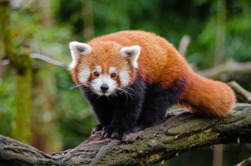 Red_Pand found in Nepal