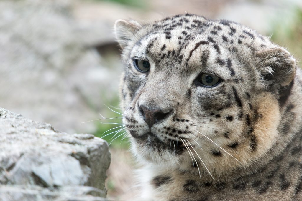 Snow_Leopard