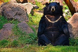 Himalayan_black_bear