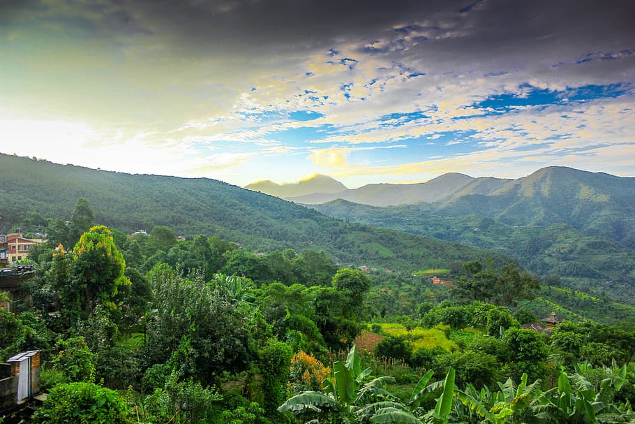 Forest in Nepal