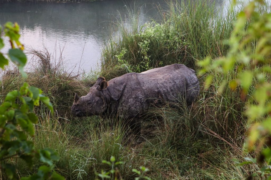 One horned rhino