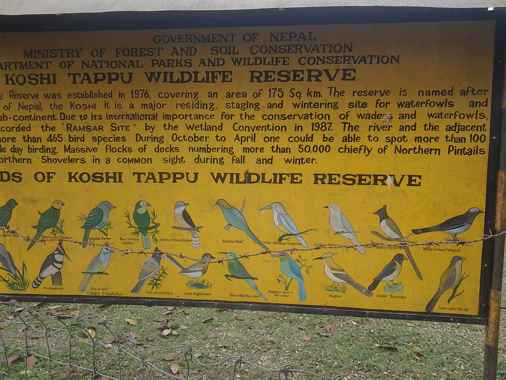 koshi tappu wildlife encounters