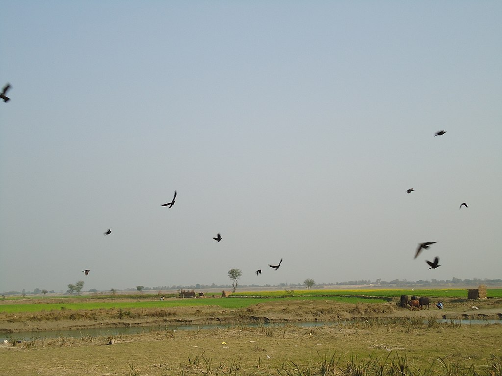 Koshi Tappu bird watching paradise