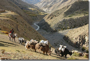 Wildlife and Nature in Dolpa